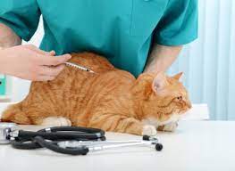 Get a quick quote now. What To Know Before Buying Pet Insurance For Cats