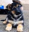 German Shepherd Dog Puppies For Sale - AKC PuppyFinder