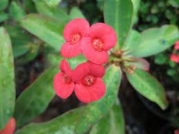 Image result for Euphorbia eylesii