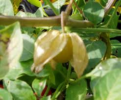 Image result for Physalis peruviana
