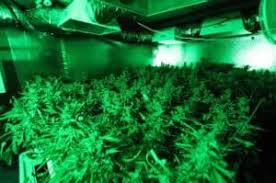 Does uv light make plants grow. Does The Color Of Light Affect Plant Growth Greenhouse Today