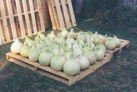Birdhouse Gourds For Sale Clean Dried Gourds For Sale For Gourd Art Crafts And Painting How To Dry Gourds Gourds Crafts Painted Gourds