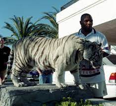 Mike tyson is known for his elaborate lifestyle, so it's no surprise the boxing champ has spent thousands of dollars on exotic animals. Mike Tyson Claims He Had To Sell His Pet Bengal Tiger Kenya After 16 Years As It Ripped Somebody S Arm Off