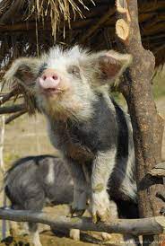 When Pigs Fly Pet Pigs Baby Animals Cute Pigs