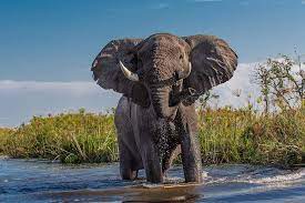Authorities in the southern african country estimate that the number of its mammoth mammals currently stands. African Elephant Afrika Botswana Kostenloses Foto Auf Pixabay