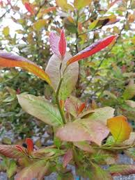 The elliptic leaves are dark green and glossy. Nyssa Sylvatica Wildfire Brandywine Trees