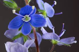 Image result for Veronica abyssinica