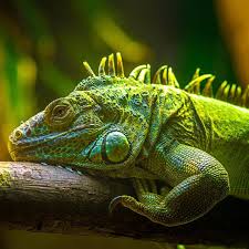 This Iguana Is Green With Envy This Strong Lizard Can Detach Its Tail If Caught By A Predator But Don T Worry He Can Also Run At 25 Lizard Iguana Puppy Face
