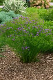 Image result for Vernonia smithiana