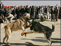 The dogs may have been living together for a while when suddenly one day a fight breaks out. A History Of Dogfighting Npr