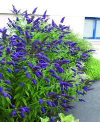 Pin On Tuin Ideeen