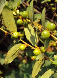 Image result for Bridelia ripicola