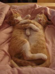 Adopting a pet isn't as easy as walking into a shelter and saying, i choose you. most shelters and rescue organizations want to make sure that their animals go to homes that are appropriate for the pet, and that the new pet's adoptive owners understand the responsibility they're. My Little Creamsicles Kitten Adoption Cats Sleeping Funny Kittens Cutest