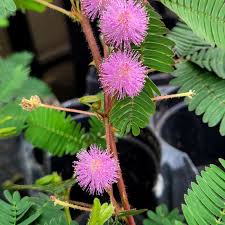 Image result for Mimosa pudica