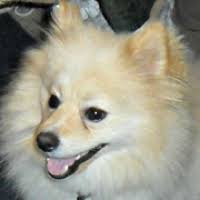 Afectionate yorkie puppies for free. Pomeranian Rescue Adoptions