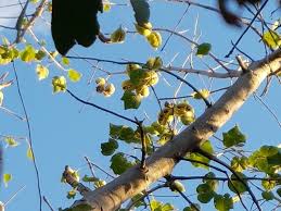 Image result for Sterculia quinqueloba