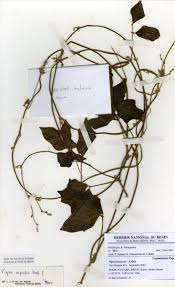 Image result for Vigna frutescens