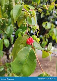 Image result for Heisteria