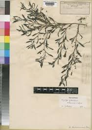 Image result for Anticharis senegalensis