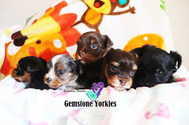 This yorkie breeder is located in southern california just east of los angeles. Merle Yorkies Puppies For Sale Quality Merles Of America Exotic Yorkie Boutique