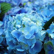 The color blue is rare in nature and thus blue flowering plants are very popular. Why Aren T There More Blue Flowers