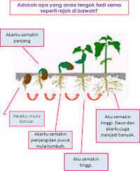 Keperluan asas tumbesaran tumbuhan (tahun 2) ketuk tikus mondok. Tumbuhan Sains Tahun 2 Science Quizizz