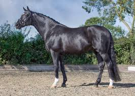 From 14 to 22 years old. Dream On Aes Anglo European Studbook