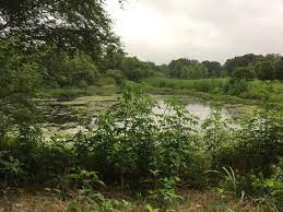 Friesenhahn Park Watch Your Head Places For Pups Park Canyon Park Scenic