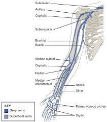 20 5 Circulatory Pathways Anatomy And Physiology