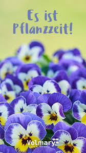Volmary Pflanzen Online Kaufen Im Volmary Online Shop Pflanzen Winterharte Blumen Blumen Pflanzen