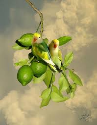 Wild Lovebirds Of Florida By M Spadecaller In 2020 Love Birds Parrots Art Beautiful Birds