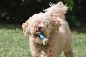 You have the option to choose a vet your session is also recorded on your vetster account, which may be helpful for your pets medical records. Positive Pets Vet Home Facebook