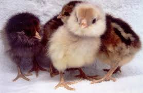 Btw my hens are all rhode island reds and the roosters are new hampshire reds (quite frankly, because i thought the nhr roosters were prettier, at least from the pictures i have seen). Ameraucana