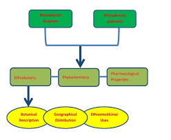 Image result for Microdesmis