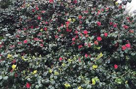 Hitta perfekta camellia bush bilder och redaktionellt nyhetsbildmaterial hos getty images. Camellias In Britain An Informal History Paramount Plants Uk