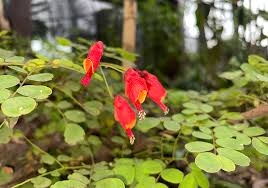 Image result for Caesalpinia cassioides