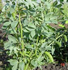 Image result for Vicia faba