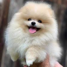 Now you got a small idea about teacup puppies. Cute Teacup Pomeranian Puppy For Re Homing Text Call 2135599015 Mineral Wells Animal Pet
