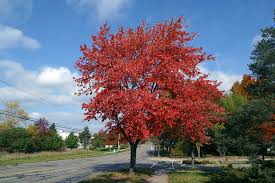 We did not find results for: How Far To Plant A Maple Tree From Your House 5 Quick Tips Pepper S Home Garden