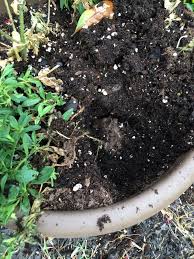 Many kinds of toads are often all around us! How Do You Keep Toads Out Of Your Flower Pots Hometalk