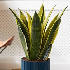 Get the best deals on cactis&succulents. Buy Mother In Law S Tongue Sansevieria Trifasciata Golden Flame
