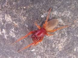 Spinnen sind sehr nützlich, da sie zahlreiche insekten erbeuten. Rote Spinne Im Garten Safran Sechsaugenspinne Kleiner Asseljager Dysdera Crocata Bestimmungsanfragen Das Neue Naturforum