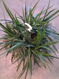 Image result for Sansevieria parva