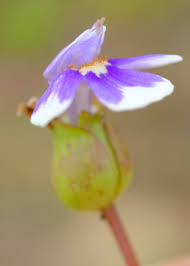 Image result for Crepidorhopalon rupestris