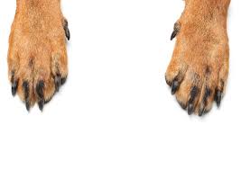 Check spelling or type a new query. Most Common Dog Paw Problems And Tips To Prevent Them