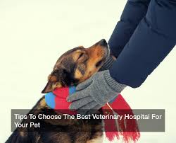 We offer extended hours to meet your schedule. Tips To Choose The Best Veterinary Hospital For Your Pet Pet Magazine