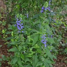 Image result for Lobelia uliginosa