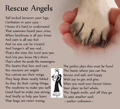 Rescue Rescue Quotes Dog Quotes Animals