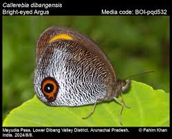 Image result for Bertiera angusiana