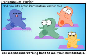 Vote For The Cell Membrane The term plasma membrane derives from the german much knowledge concerning membrane structure and function derives from studies of red blood cells, as. vote for the cell membrane
